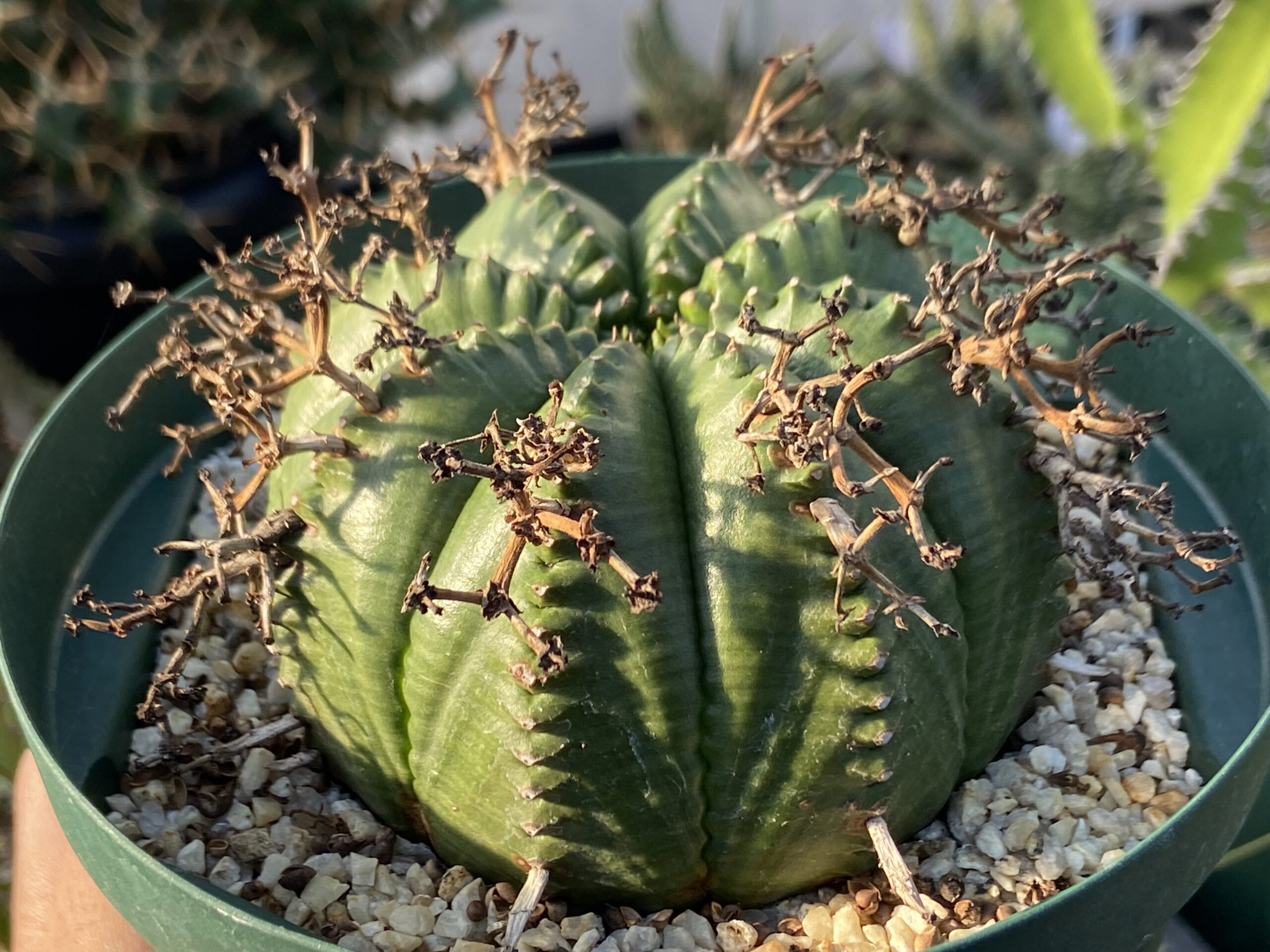 Euphorbia meloformis / ユーフォルビア・メロフォルミス
