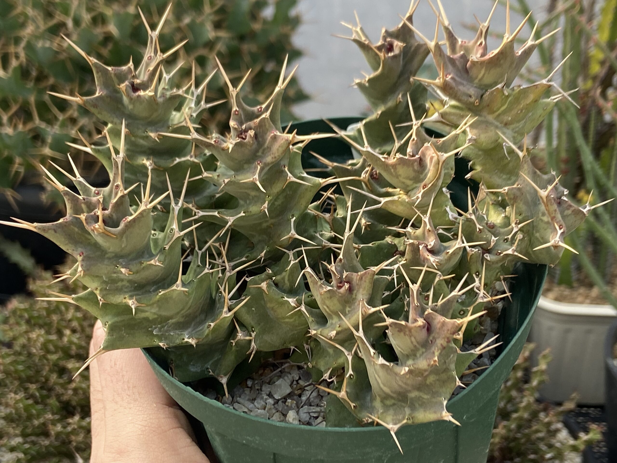Euphorbia tortirama / ユーフォルビア・トルチラマ
