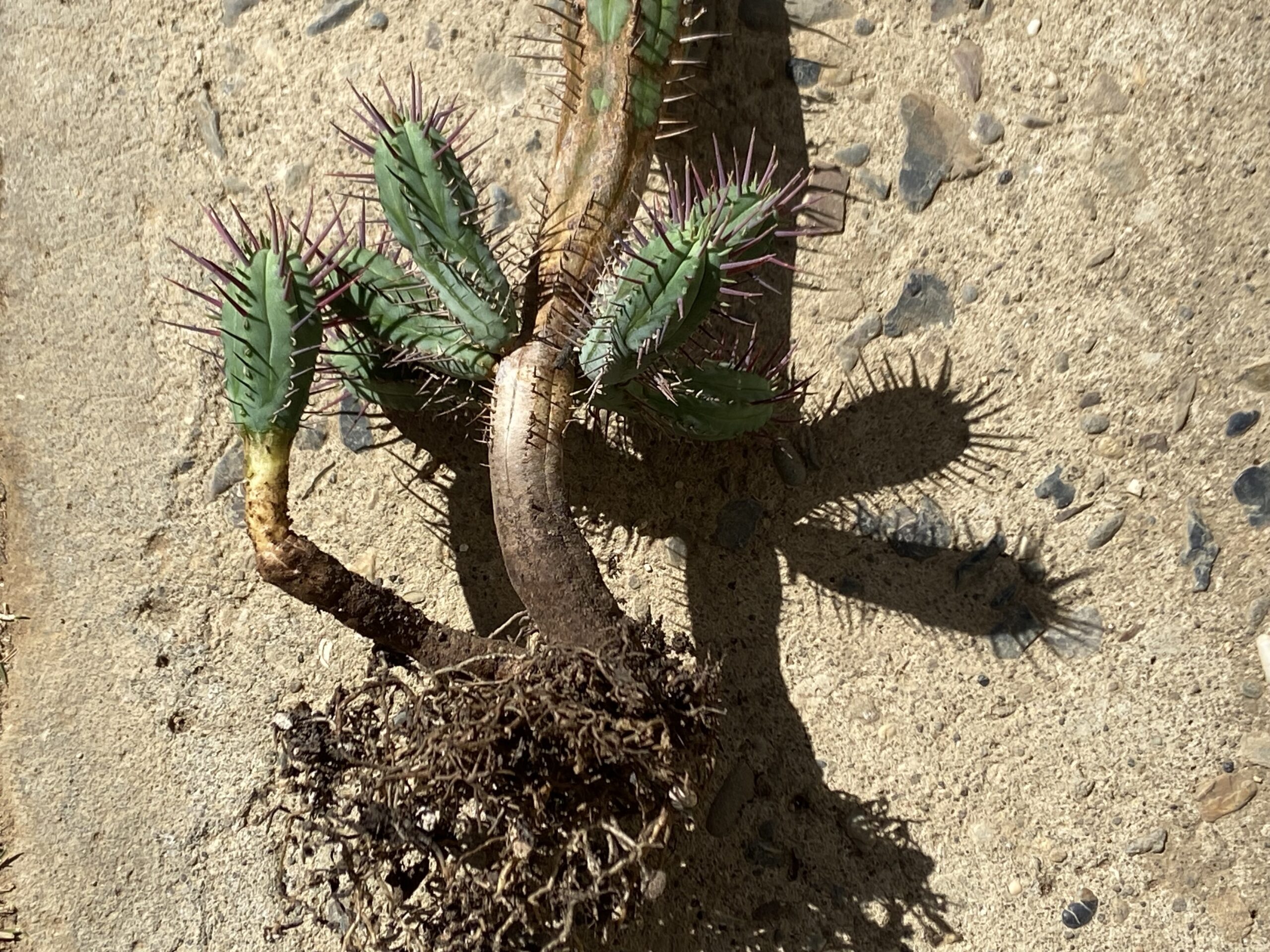 Euphorbia cumulata / ユーフォルビア・クムラタ