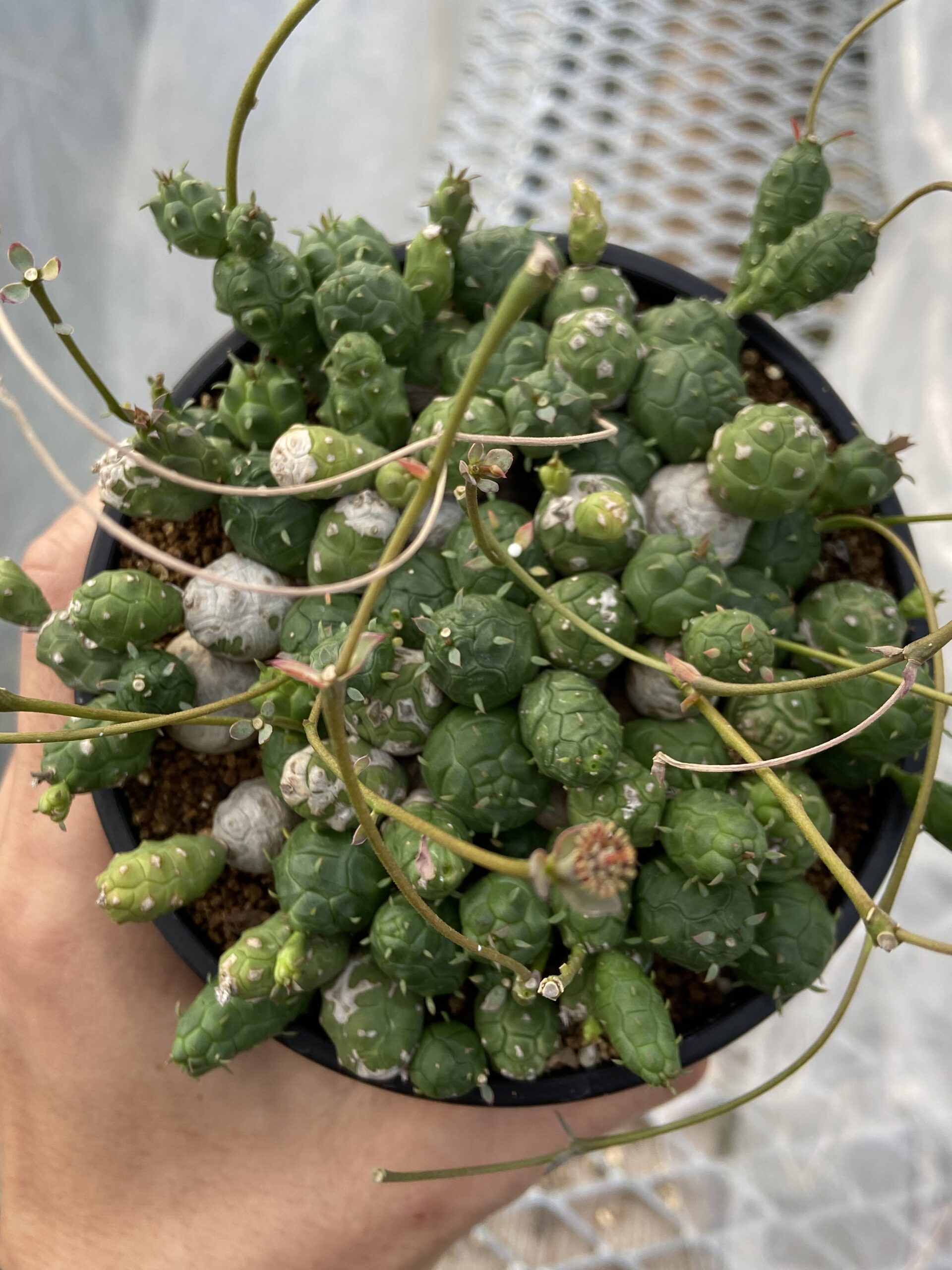 Euphorbia globosa / ユーフォルビア・グロボーサ