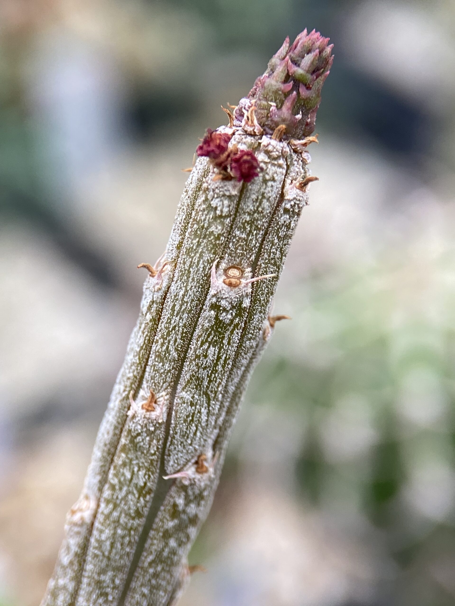 Euphorbia cryptospinosa / ユーフォルビア・クリプトスピノーサ