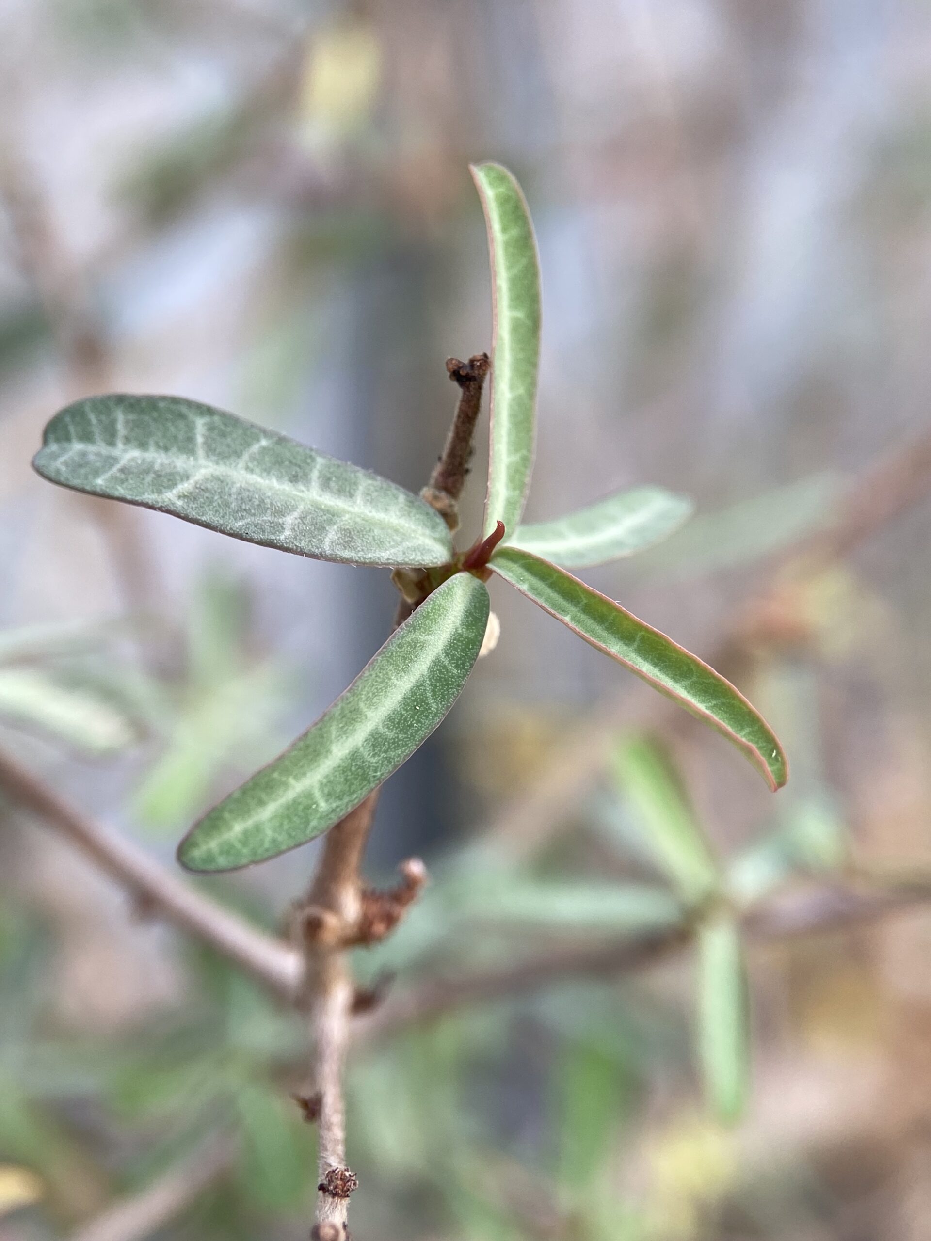 Euphorbia cuneata var. pumilans / ユーフォルビア・クネアータ変種プミランス