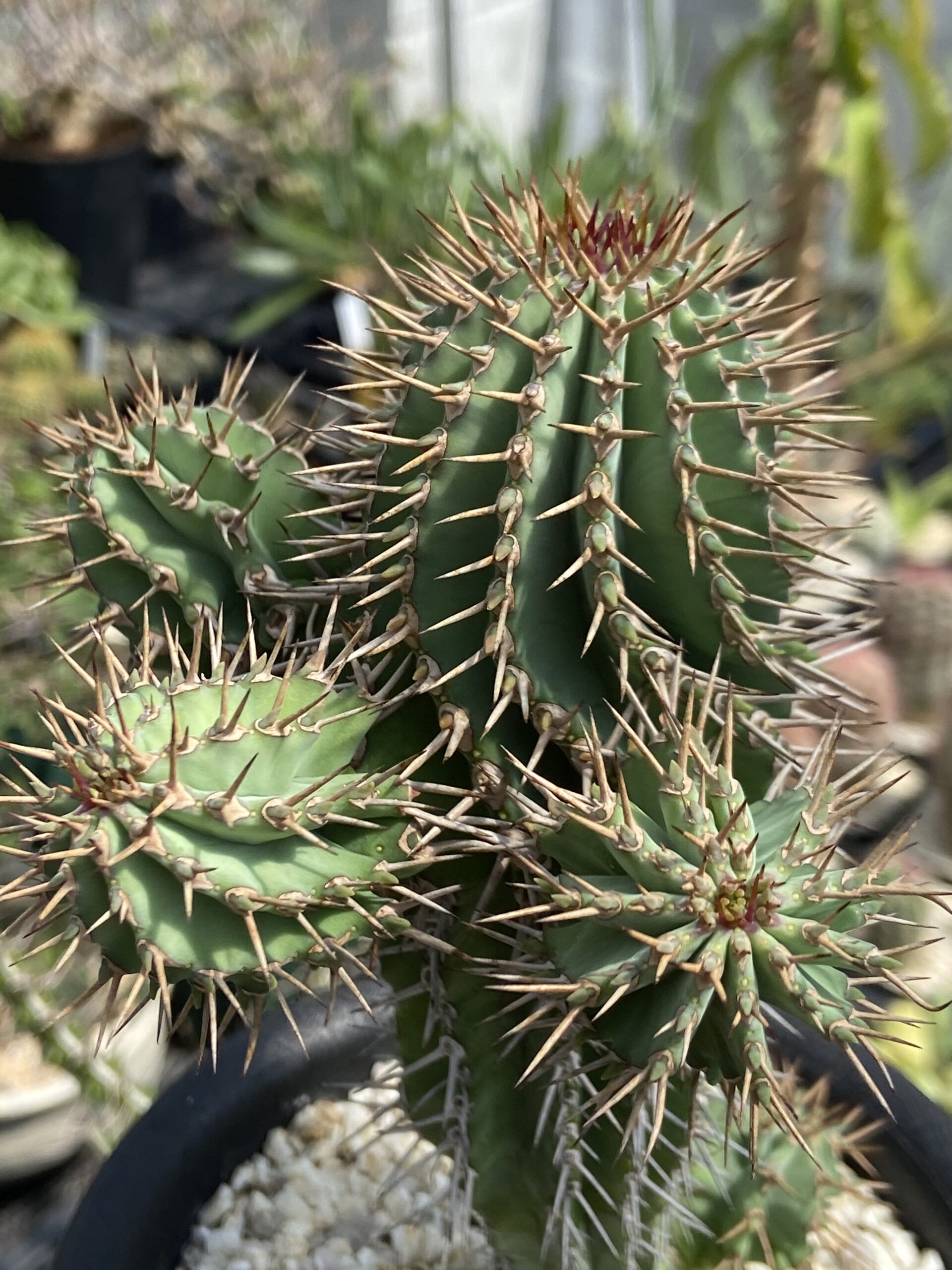 Euphorbia fruticosa / ユーフォルビア・フルチコーサ