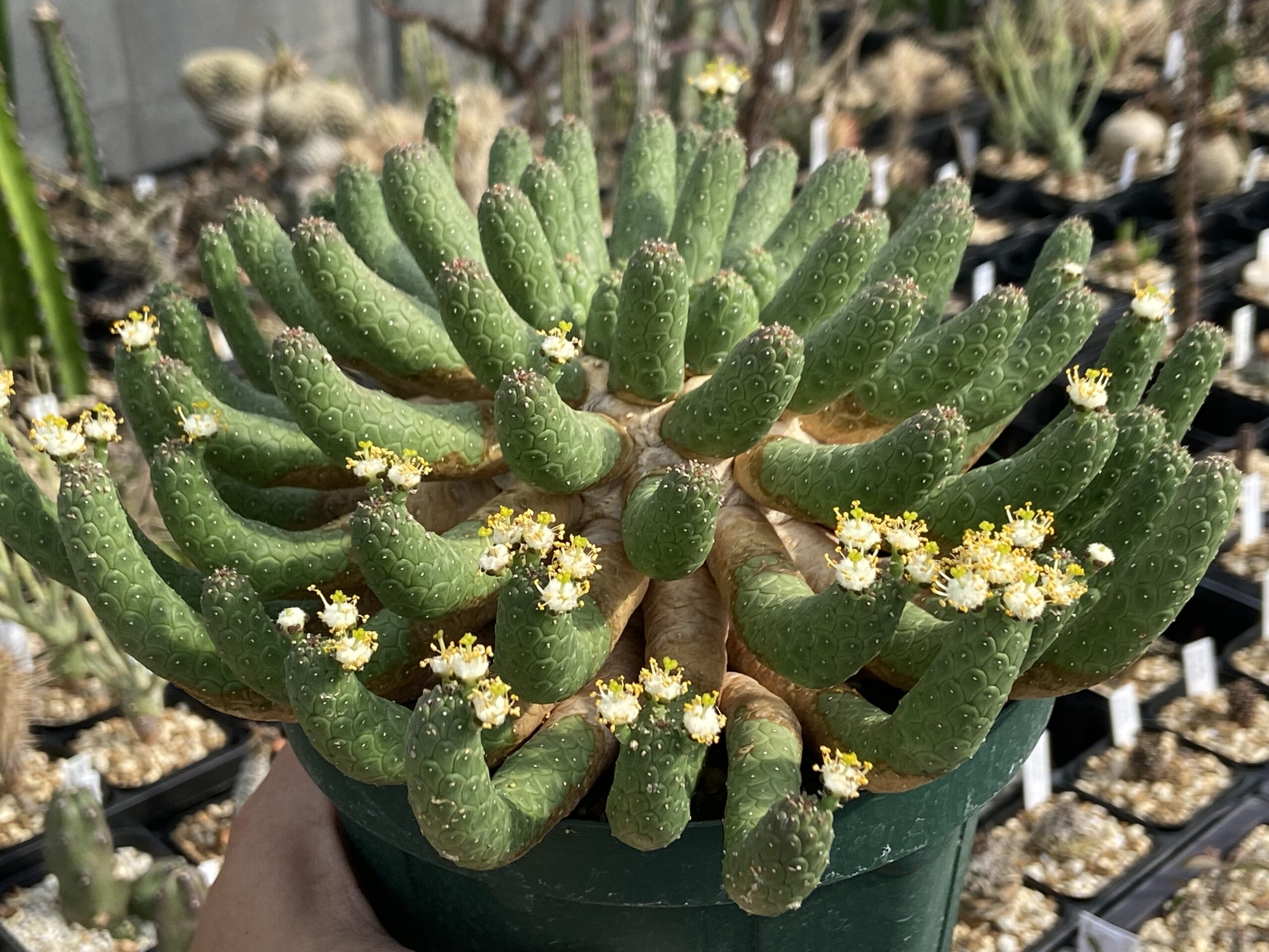 Euphorbia esculenta / ユーフォルビア・エスクレンタ