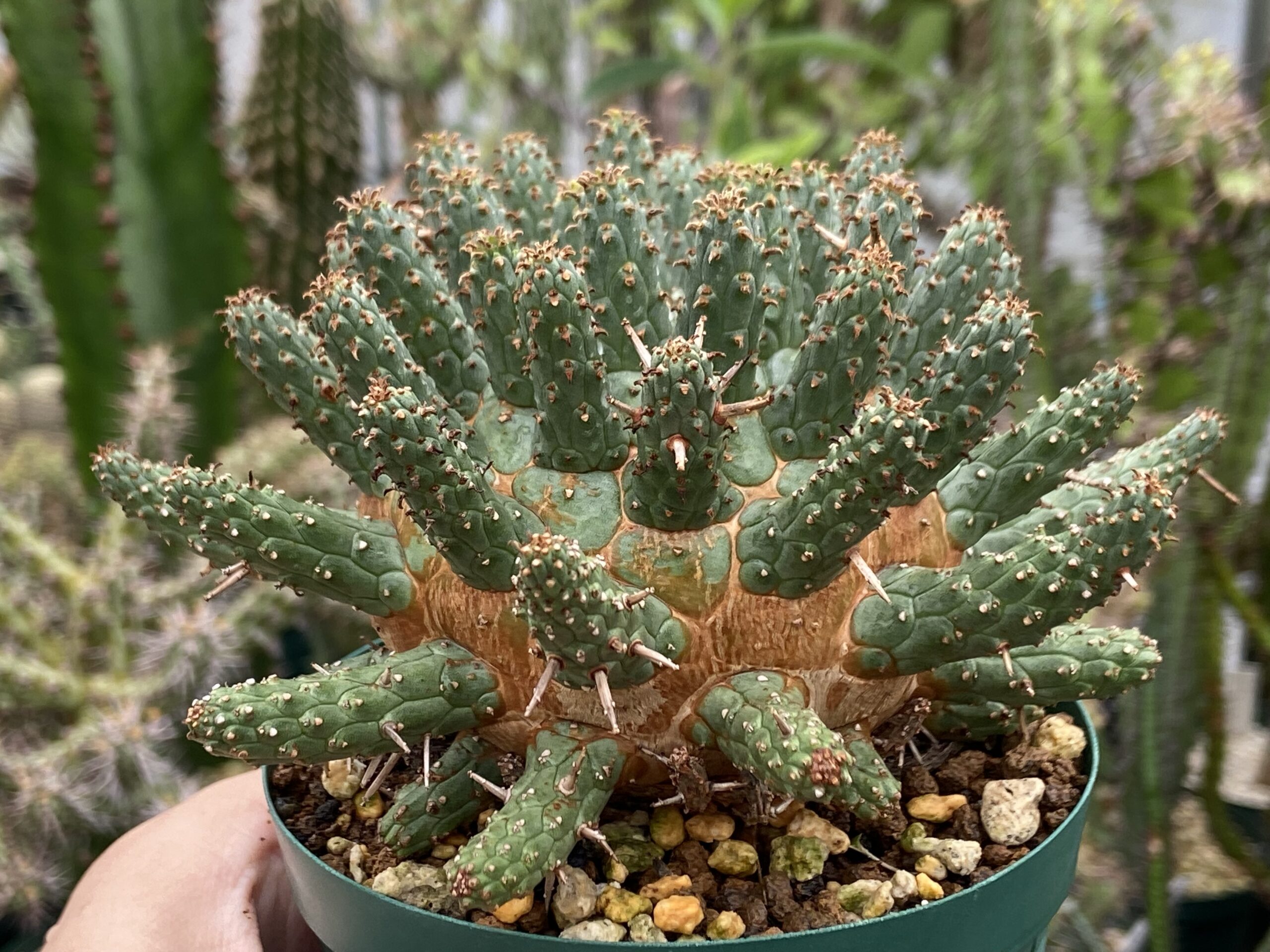Euphorbia fusca / ユーフォルビア・フスカ