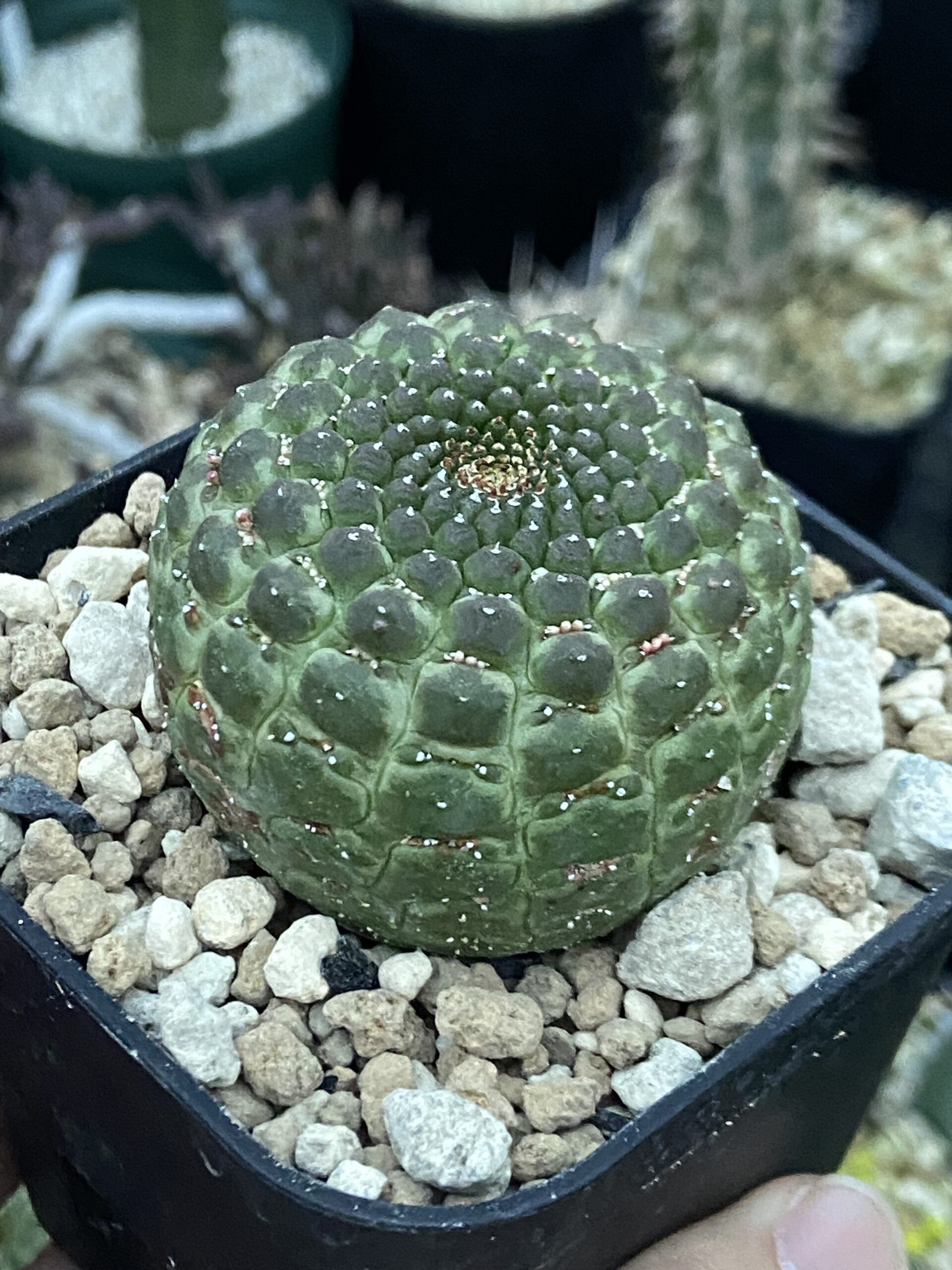 Euphorbia gymnocalycioides / ユーフォルビア・ギムノカリキオイデス