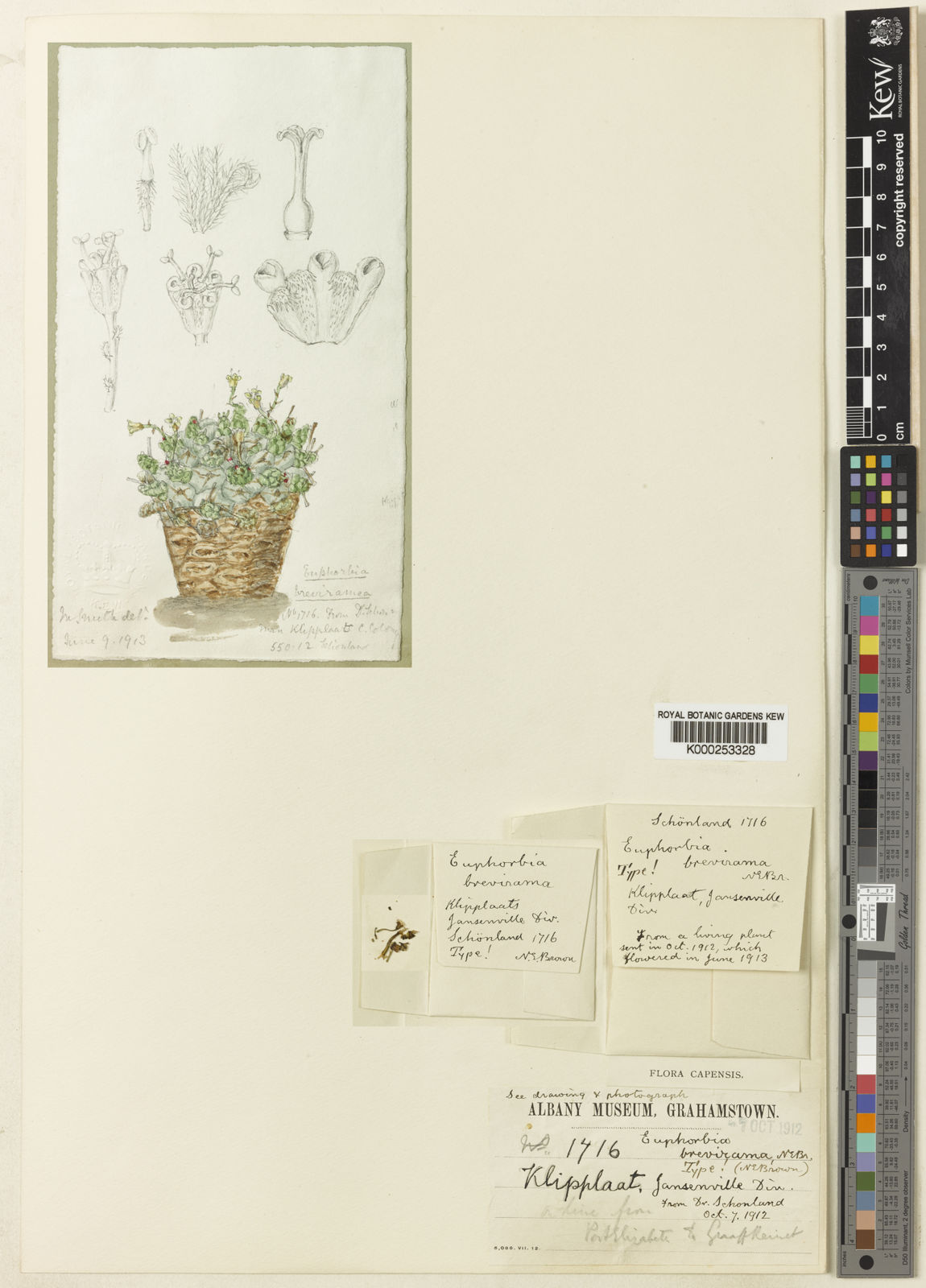 Euphorbia brevirama？