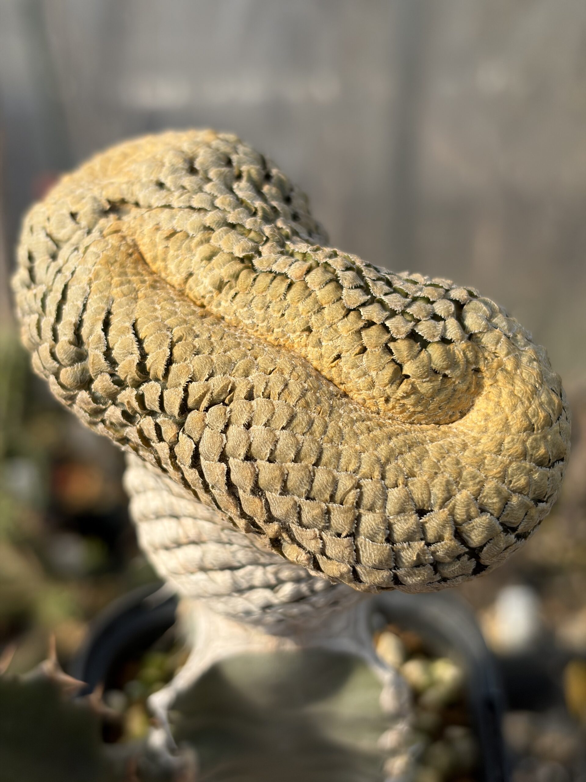 Euphorbia piscidermis / ユーフォルビア・ピスキデルミス