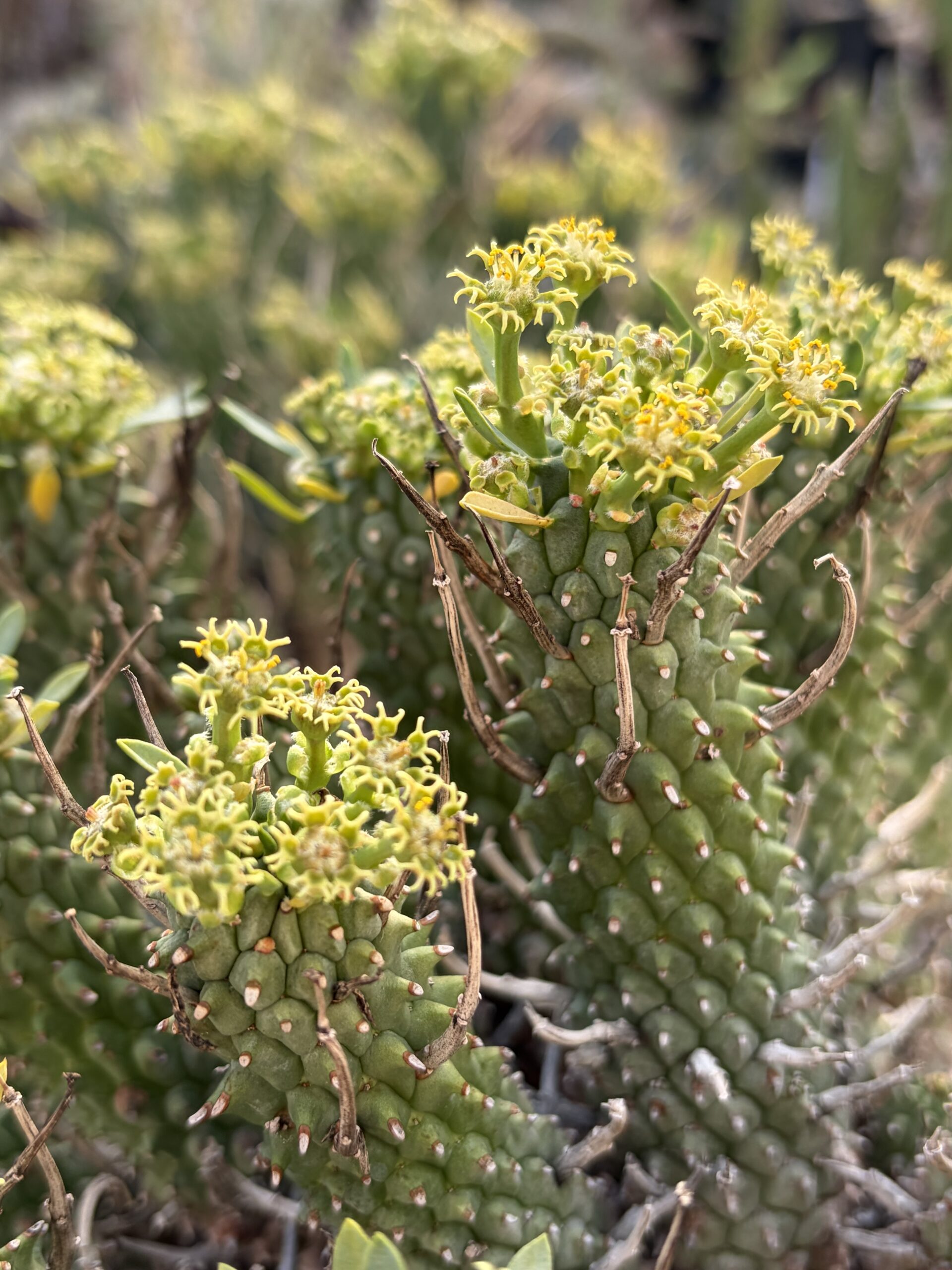 Euphorbia braunsii / ユーフォルビア・ブラウンシー