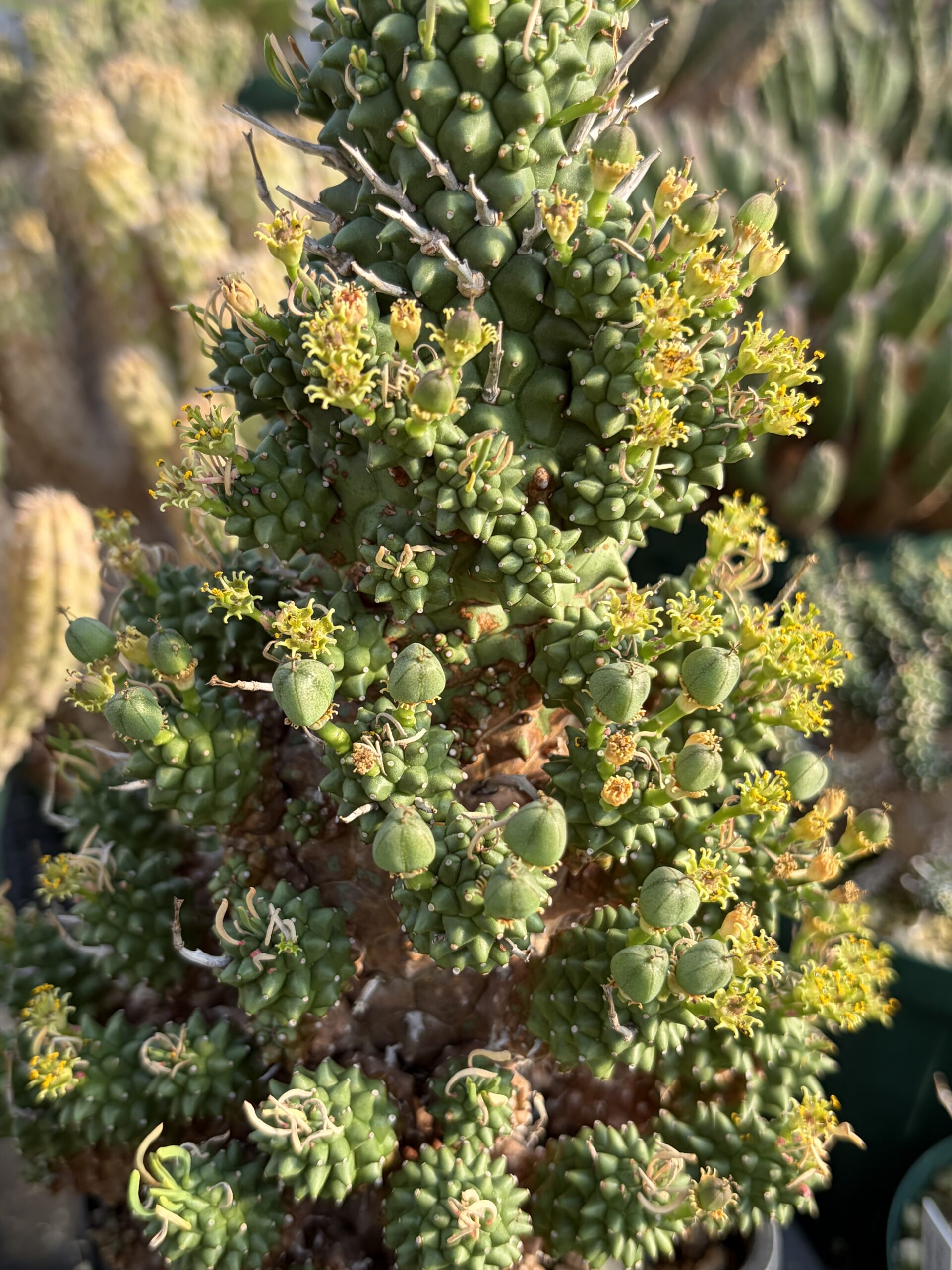 Euphorbia multiceps subsp.multiceps / ユーフォルビア・ムルチセプス